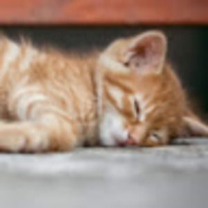 Meet your Posher, Harmony